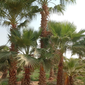 How to Choose the Best Palm Tree Supplier in Riyadh