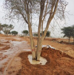 The Vital Role of Tree Transplanting Services in Saudi Arabia’s Greening Journey