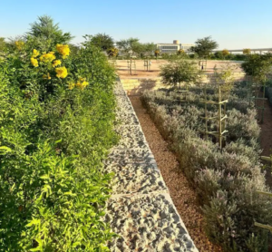 The Ultimate Guide to Landscaping in Riyadh