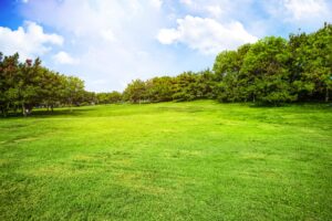 How to Protect Landscape During Heat Waves