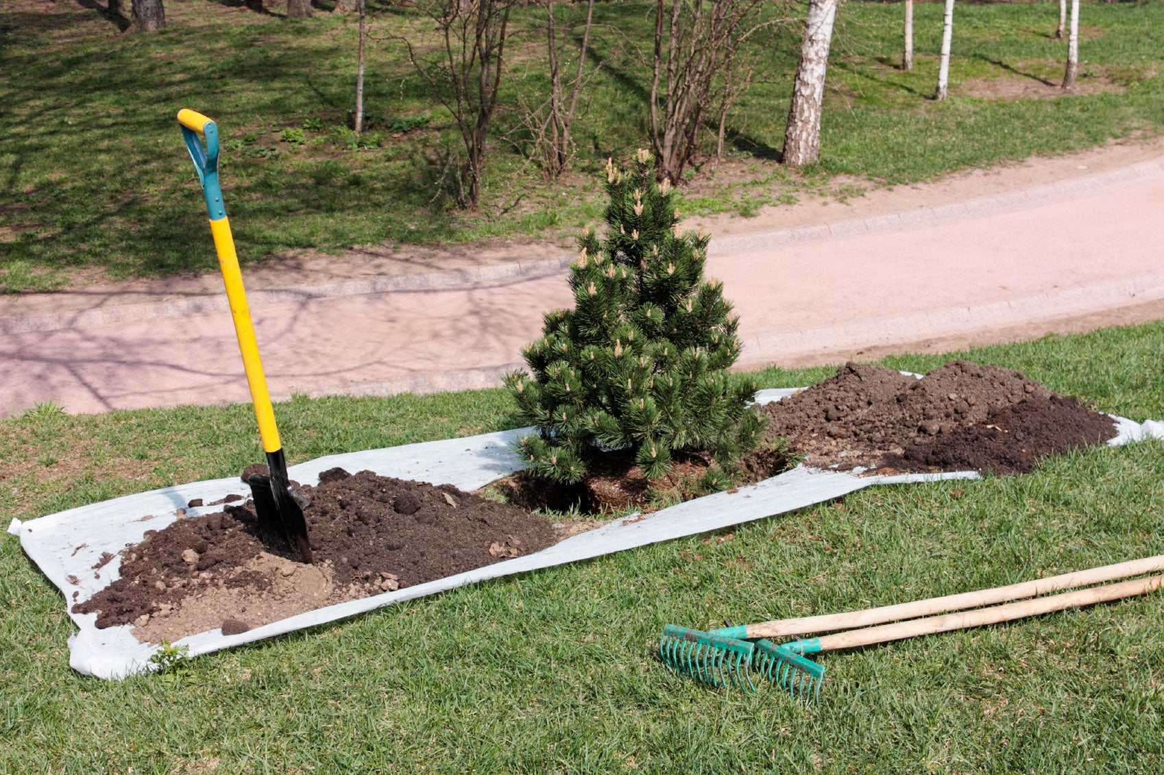 10 Common Mistakes in Tree Transplanting