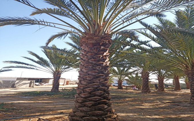 How Do Palm Trees Enhance the Aesthetic of Your Property?