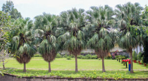 10 Tips for Growing Washingtonia Trees in Your Garden