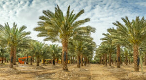 The Role of Palm Trees in Saudi Arabian Culture