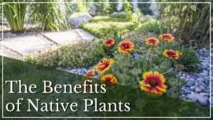 The Benefits of Native Plants in Landscaping