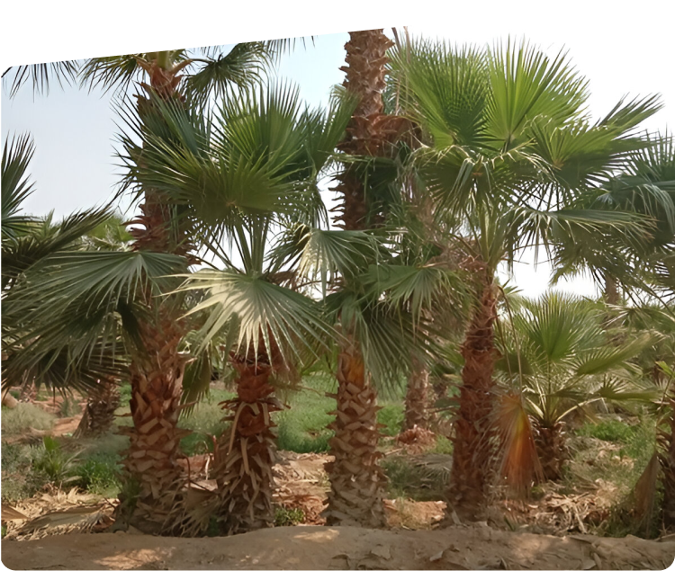 Palm Trees Supplier & Installation