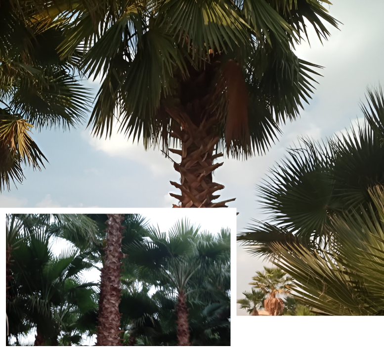 Washingtonia Trees Supplier & Installation