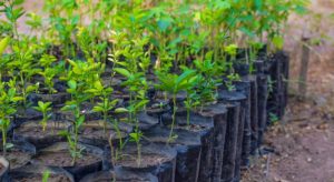 10 Benefits of Transplanting Trees for the Environment