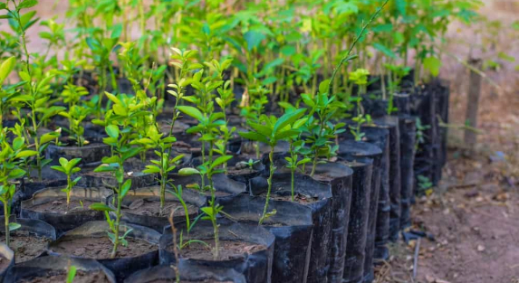 10 Benefits of Transplanting Trees for the Environment