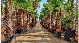 The Impact of Washingtonia Trees on Riyadh’s Ecosystem