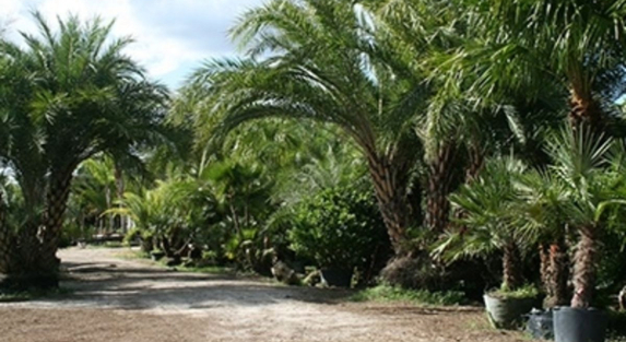 The Importance of Choosing the Right Palm Tree Supplier