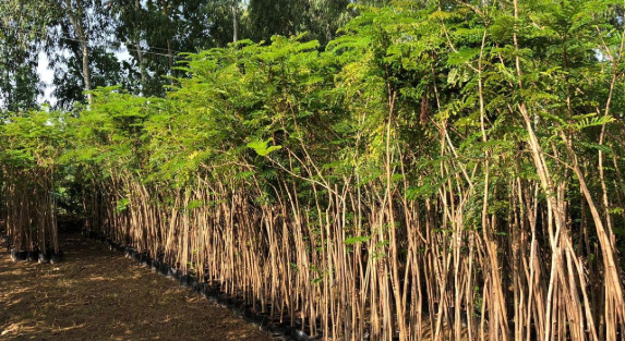 The Intersection of Nature and Design in Nursery Landscapes