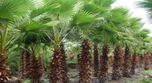 Exploring the Ecological Role of Washingtonia Trees