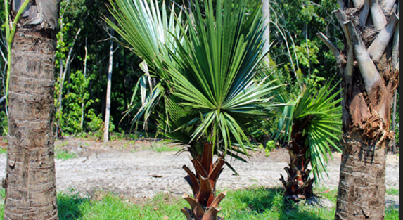 10 Benefits of Planting Washingtonia Trees in Your Yard