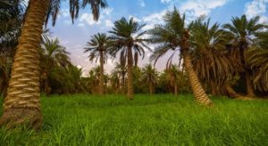 The Economic Impact of Palm Tree Farming in Saudi Arabia