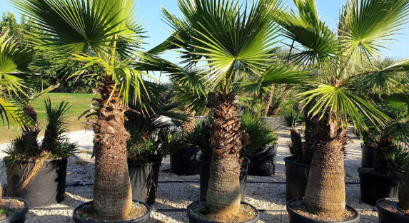 The Long-Term Benefits of Investing in Quality Washingtonia Trees