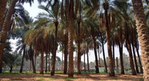 Top Mistakes to Avoid When Buying Palm Trees in Riyadh