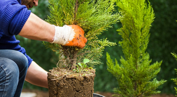 What Are the Best Practices for Tree Care After Transplanting?