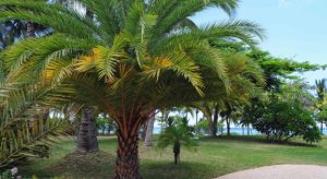 How Palm Trees Help Improve Air Quality in Urban Environments