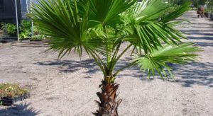 The Cultural Significance of Washingtonia Trees