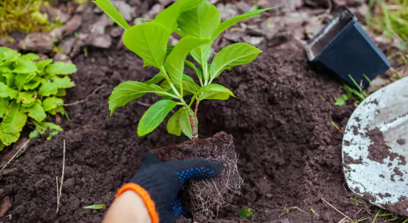 How to Assess the Health of Trees Before Transplanting